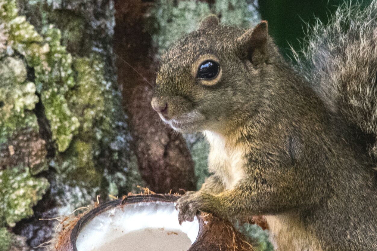 Ave nativa em meio à natureza