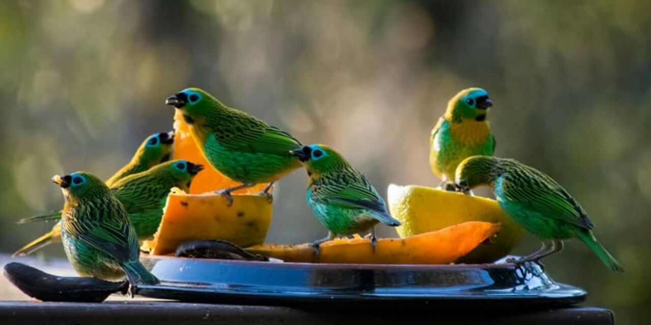 Fauna da região de Monte Verde
