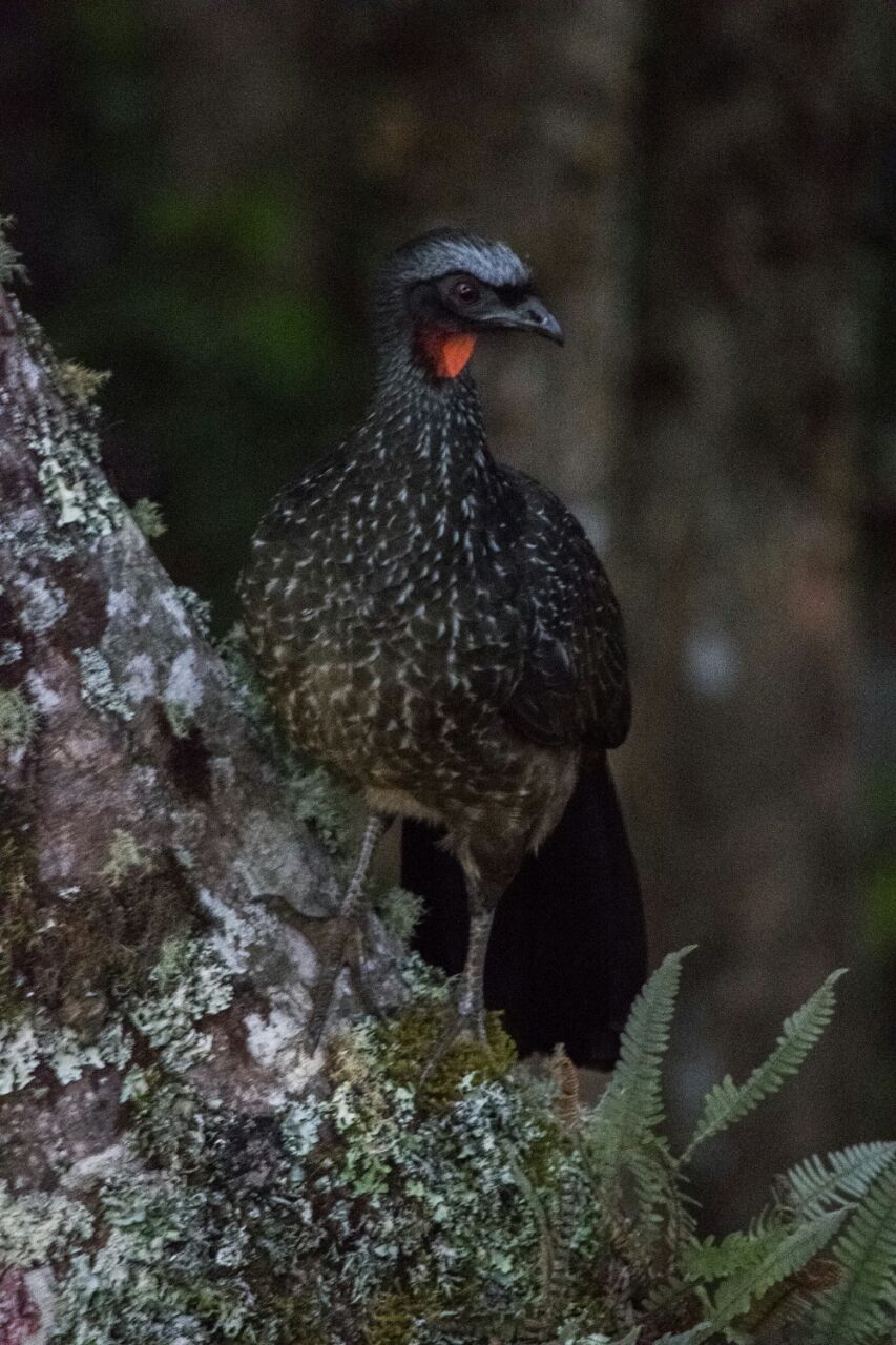 Espécie nativa próxima à reserva natural